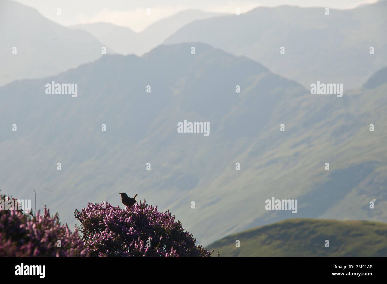Songbird, Wren?, singing on flowering heather in Lake district mountains Stock Photo