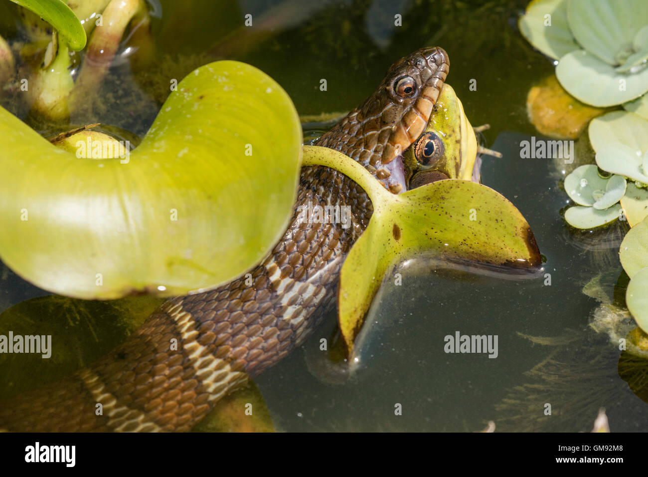 northern water snake, Nerodia sipedon, eating green frog, Lithobates clamitans, amongst exotic water hyacinth, Washington Distri Stock Photo