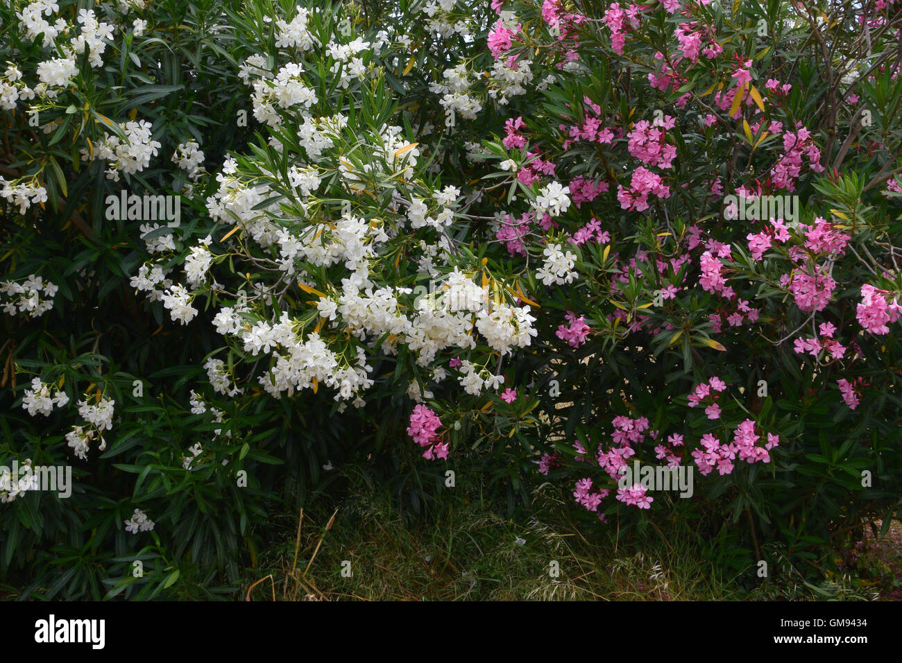 Nerium oleander daphne shrubs with pink and white flowers. Poisonous plant in bloom. Stock Photo