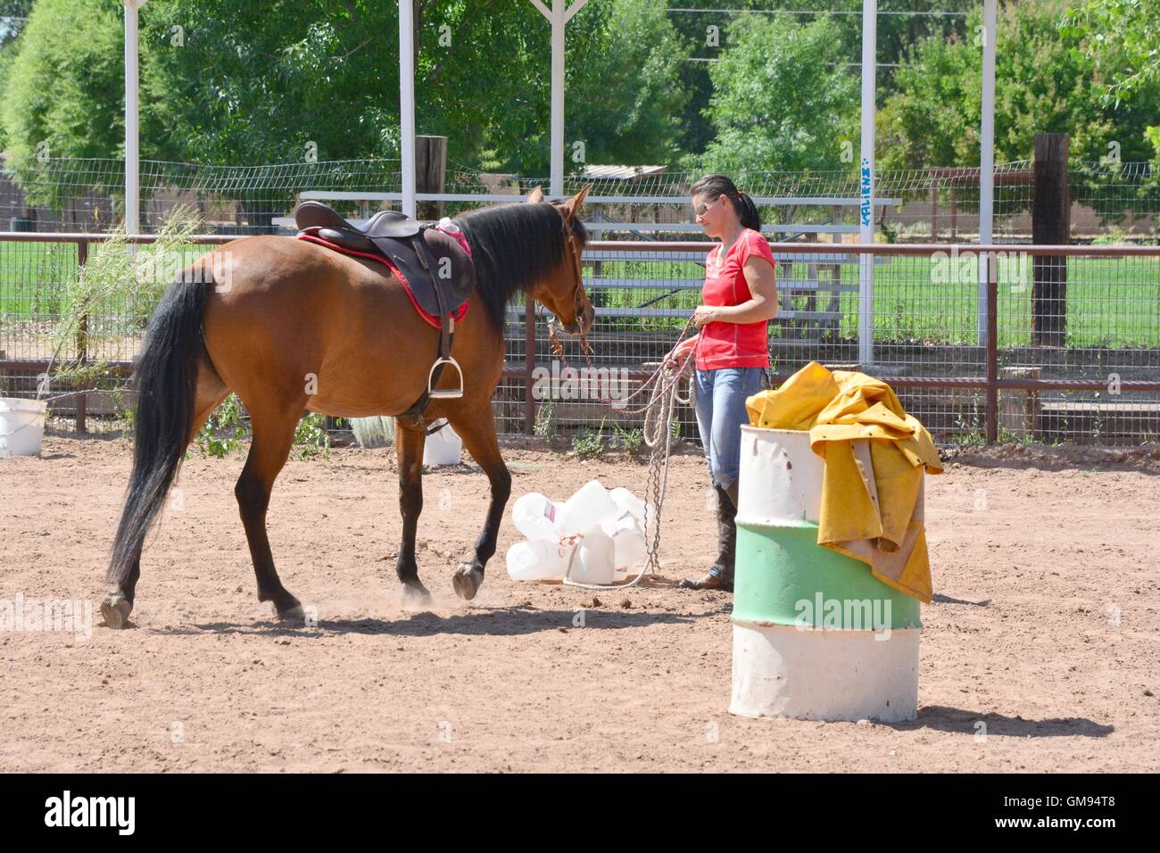 Horse being introduced to trail trash in the form of several milk jugs. Stock Photo