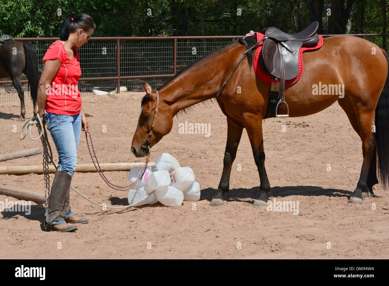 Arabian Horse mare nose to milk jug in a clinic to introduce horses to obstacles seen on trail. Stock Photo