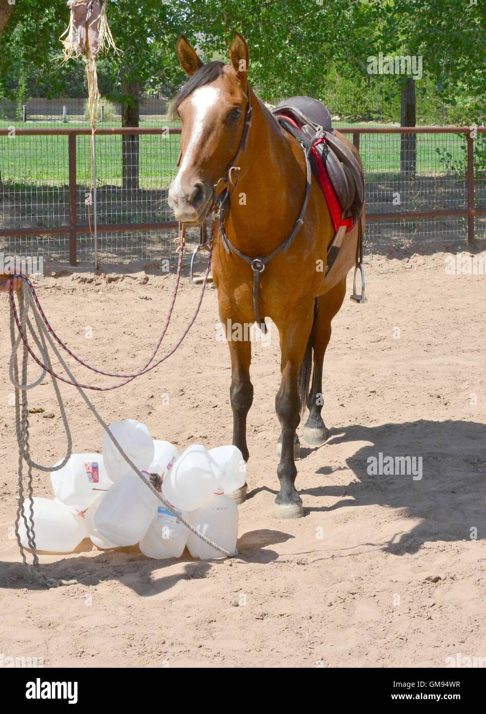 Alert Arabian Horse with milk jugs between her and her handler - New Mexico - USA Stock Photo