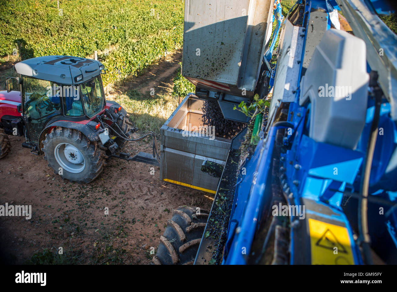 Grape harvesting machine and tractor in vineyard Stock Photo - Alamy