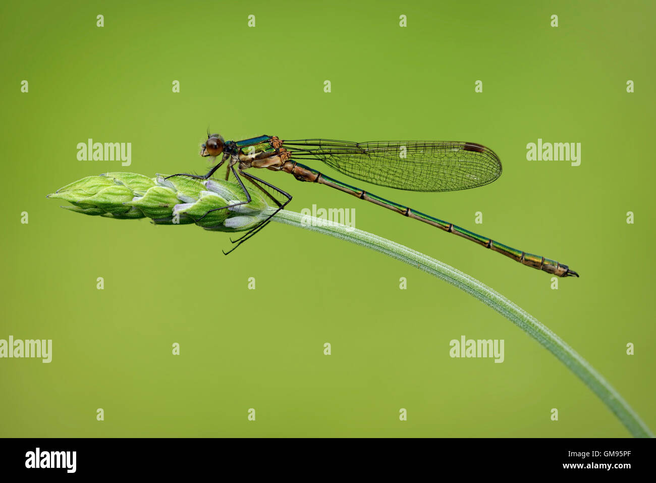 Emerald Damselfly, Lestes sponsa Stock Photo - Alamy