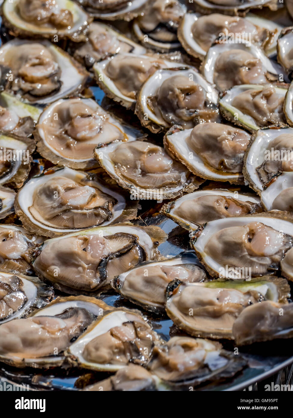 Croatia, Mali Ston, oyster culture, fresh oysters Stock Photo