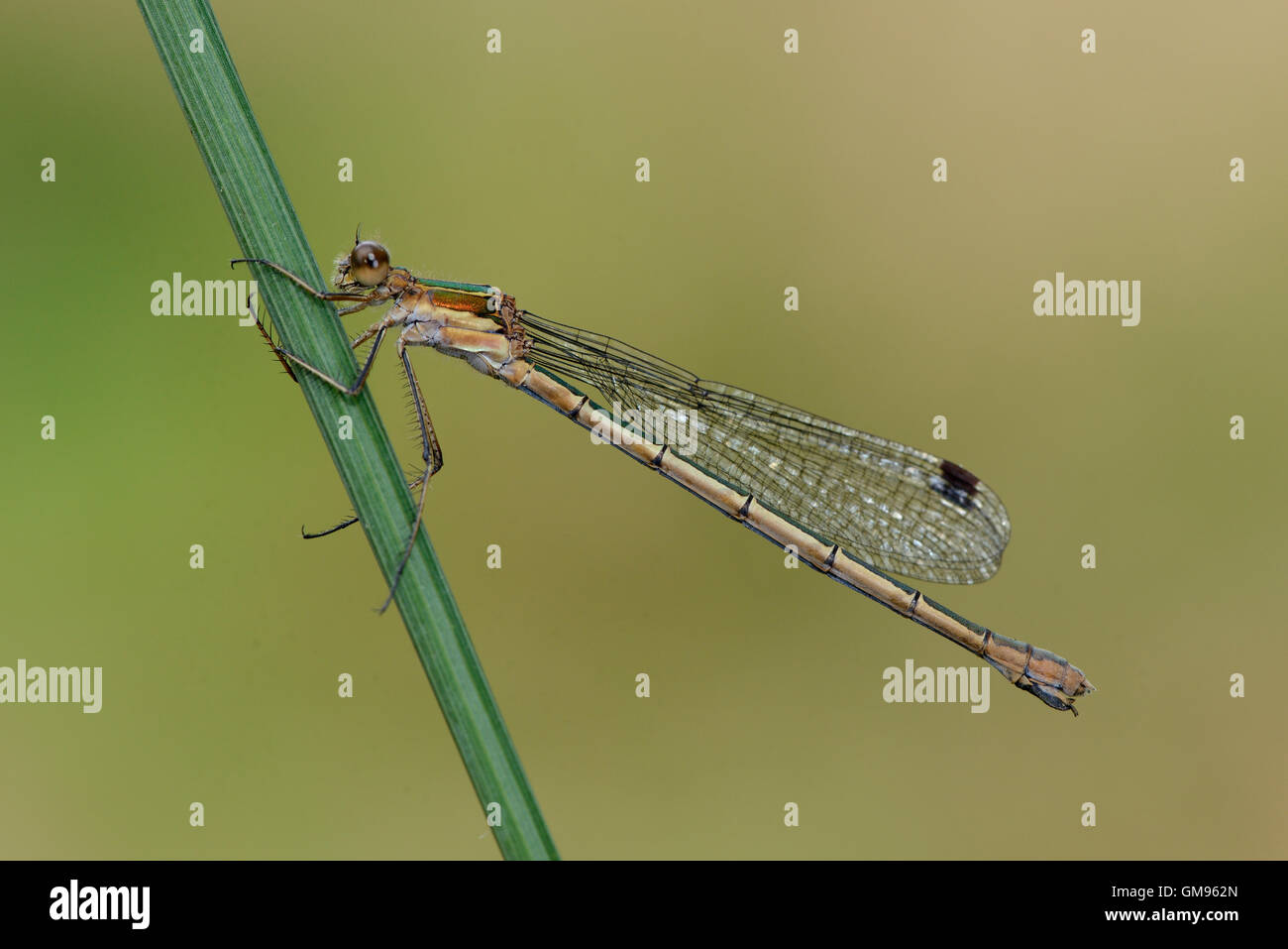 Female Emerald Damselfly on blade of grass Stock Photo - Alamy