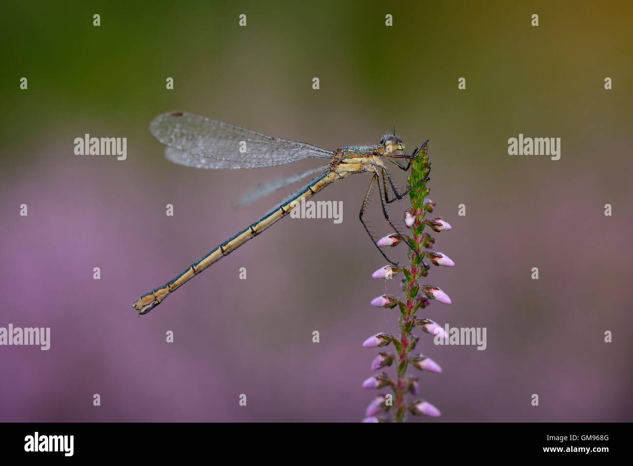Emerald Damselfly, Lestes sponsa Stock Photo - Alamy