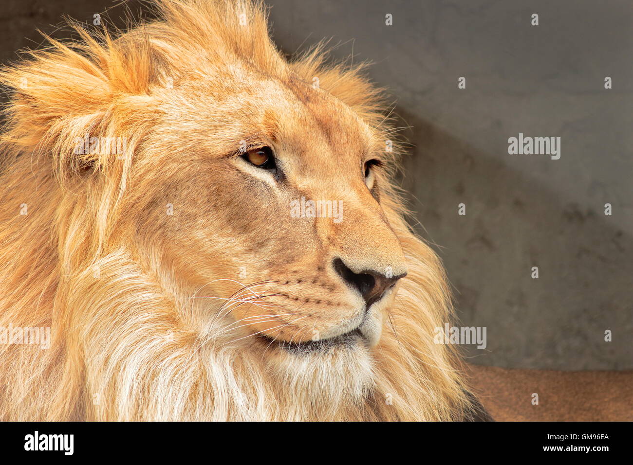 El león (Panthera leo) es un mamífero carnívoro de la familia de los félidos y una de las cinco especies del género Panthera. Stock Photo