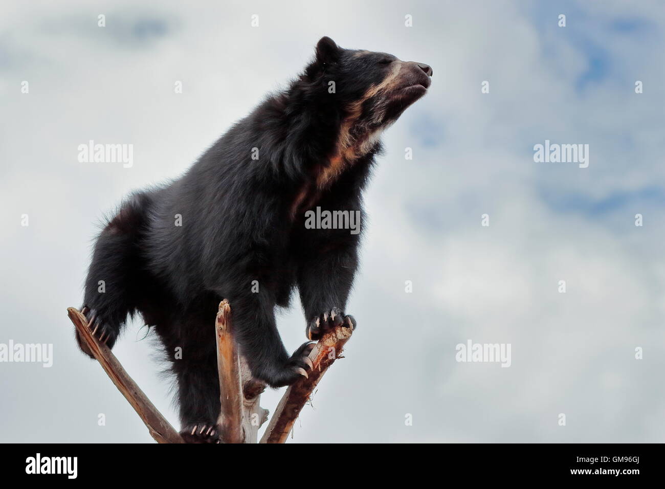 El oso de anteojos (Tremarctos ornatus) Stock Photo