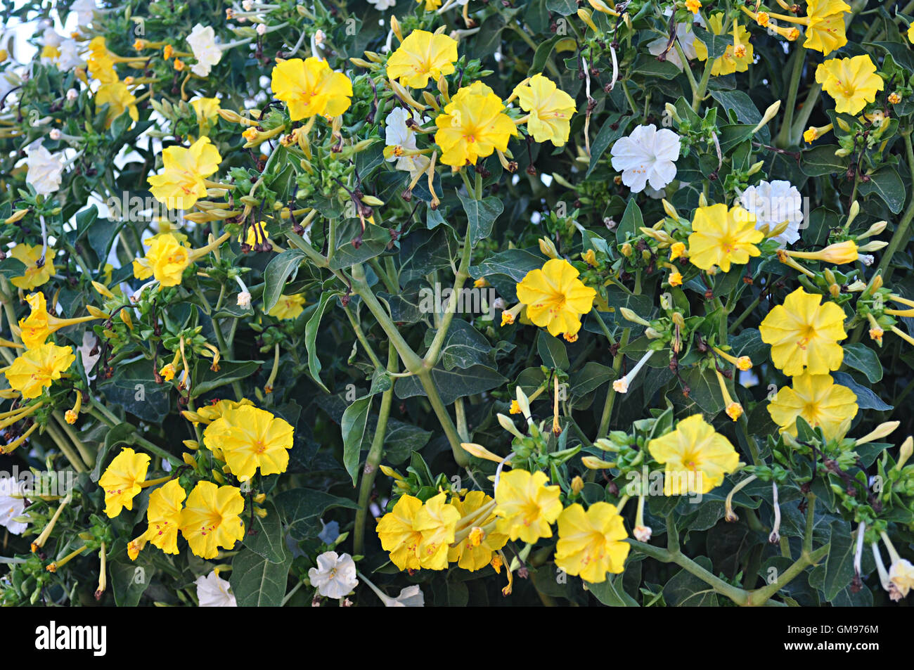 marvel of Peru, four o'clock flower Stock Photo Alamy