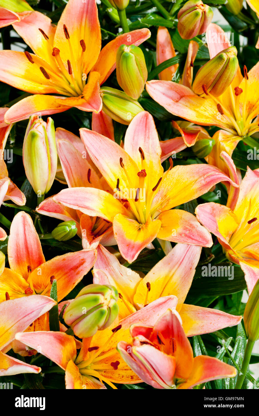Multicolored lilies Stock Photo