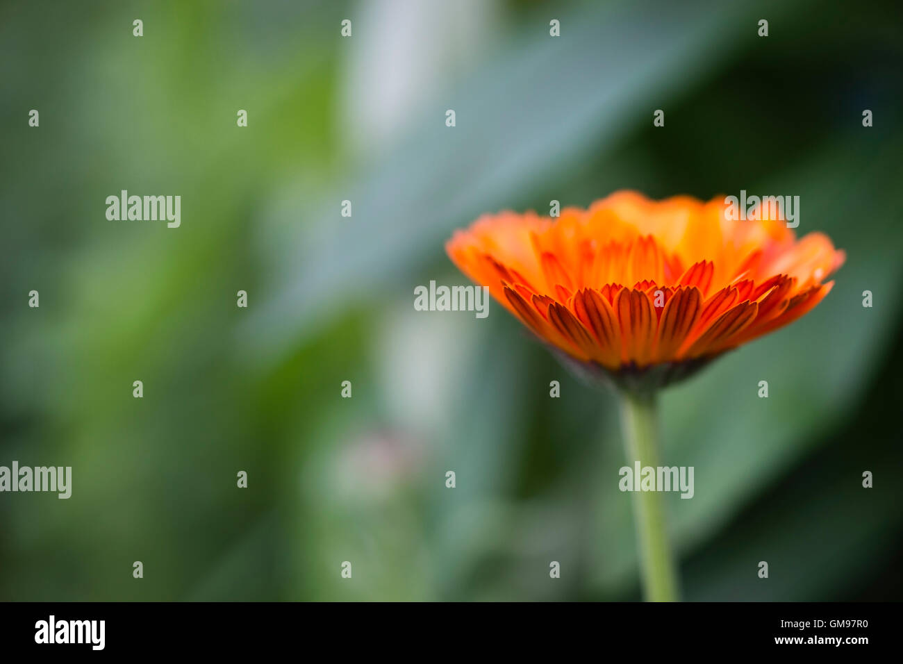 Pot Marigold, Calendula officinalis, orange blossom Stock Photo