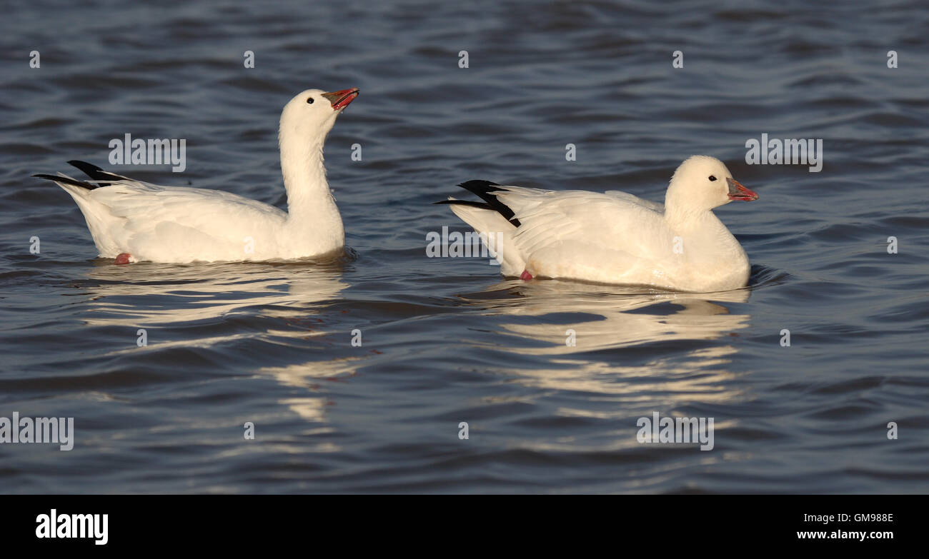 A pair of Ross's Geese playing games. Stock Photo