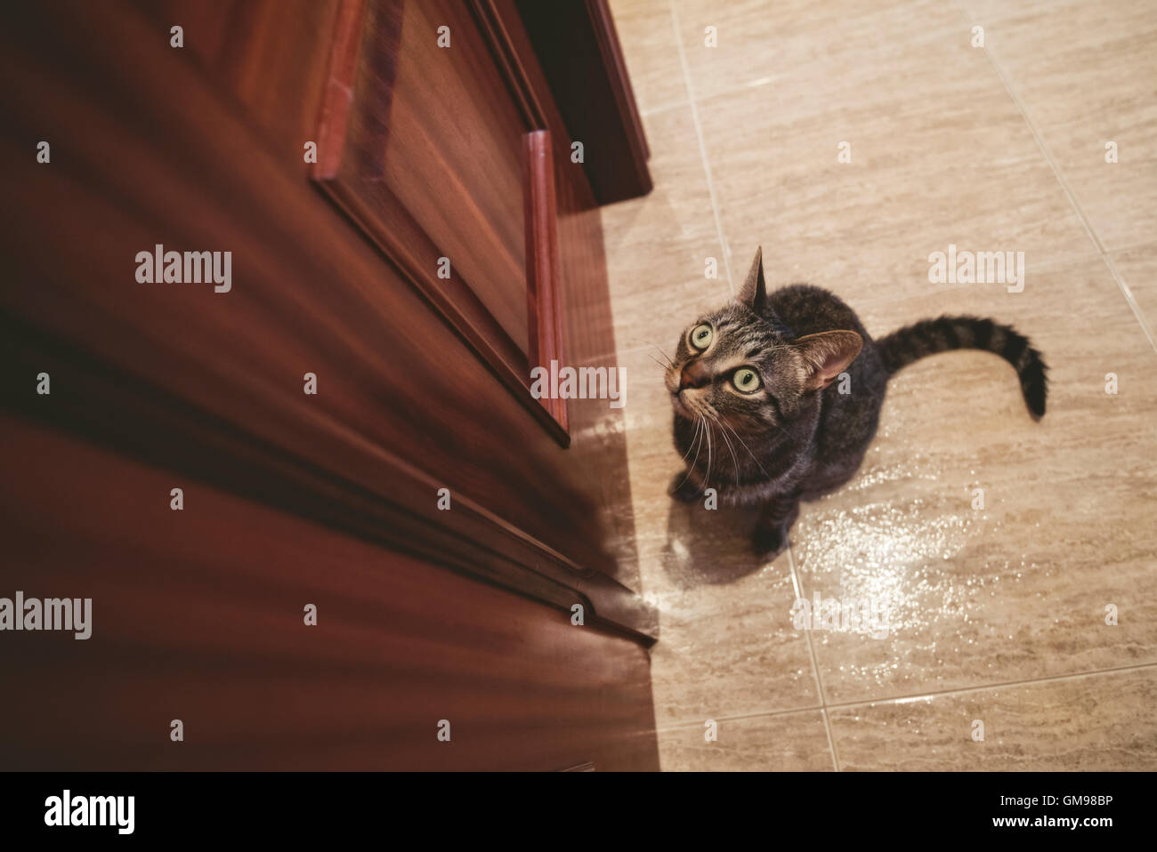 Tabby cat waiting in front of a closed door at home Stock Photo