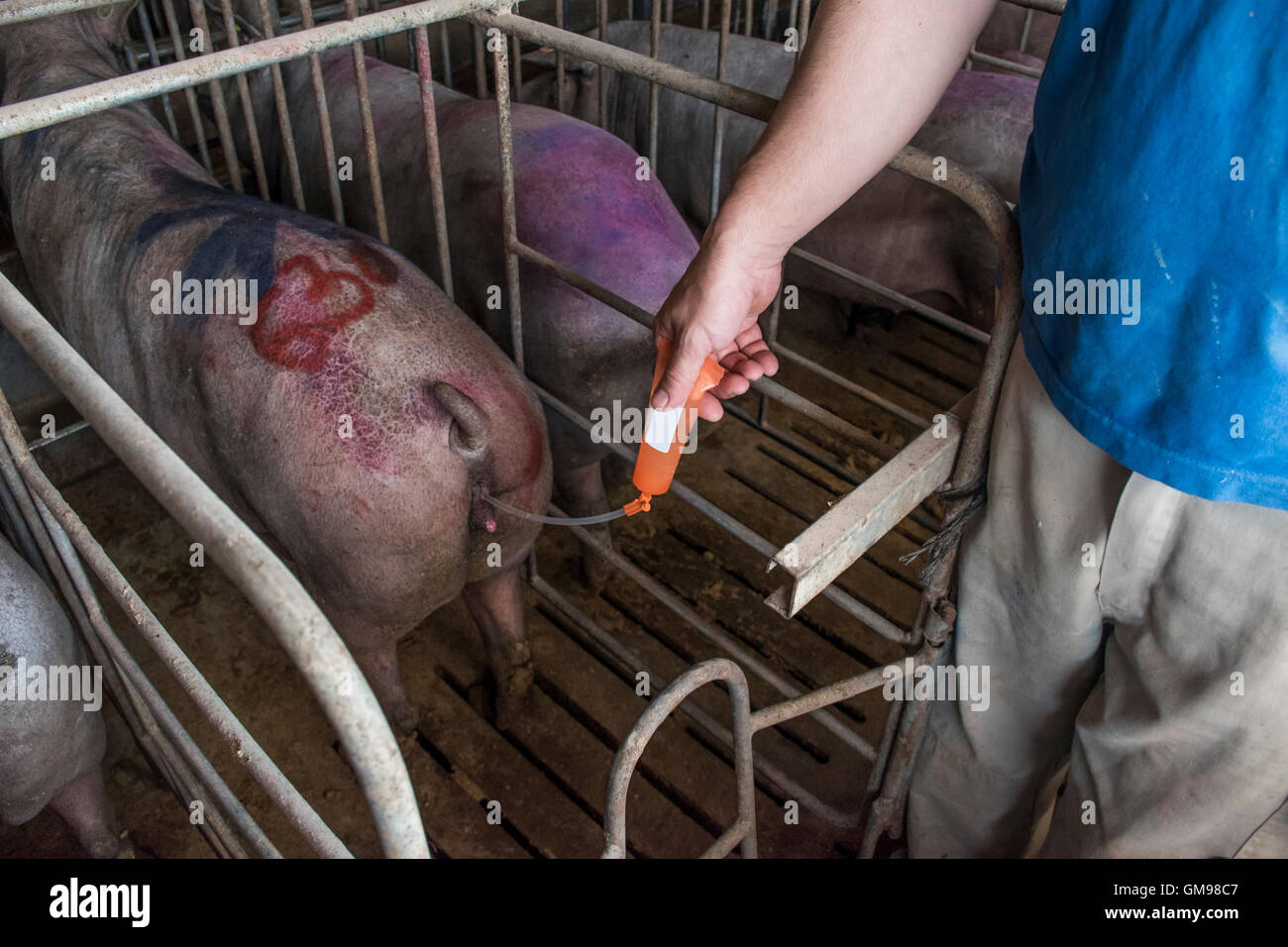 Salamanca, Spain, Pig farmer artificially inseminating iberian pig Stock Photo