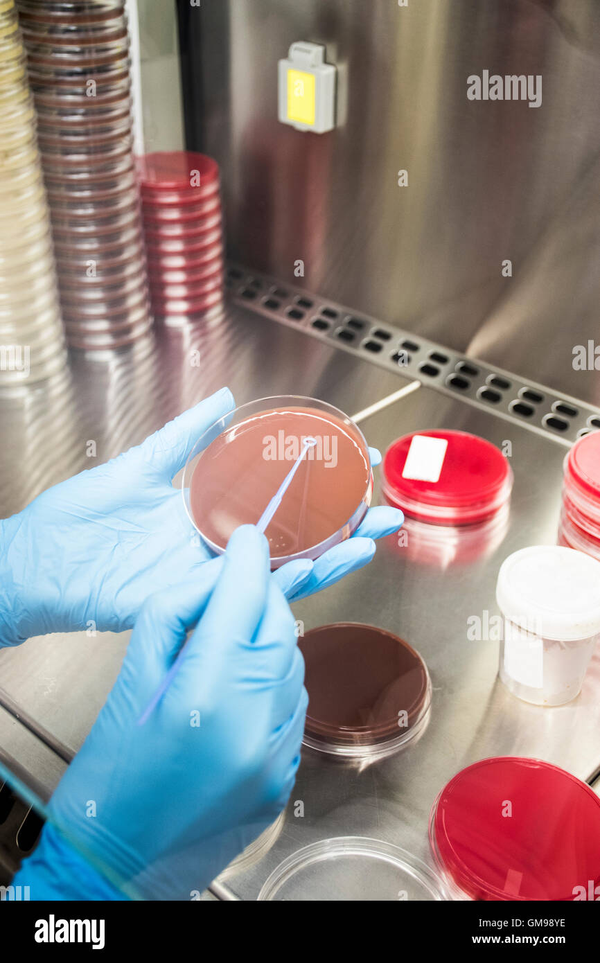Laboratory technician in analytical laboratory culturing cells in petri