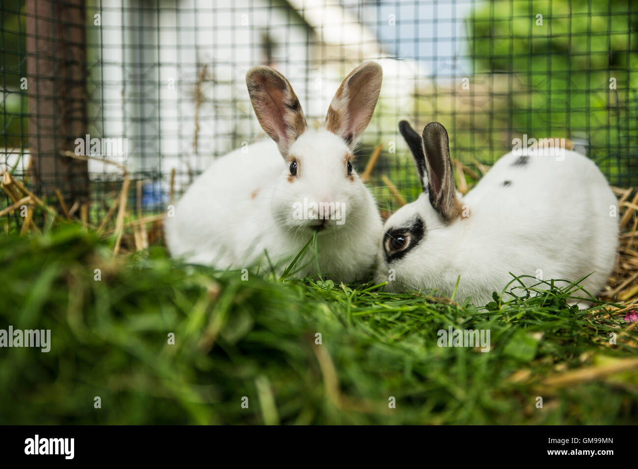 Two rabbits in a cage on a meadow Stock Photo Alamy