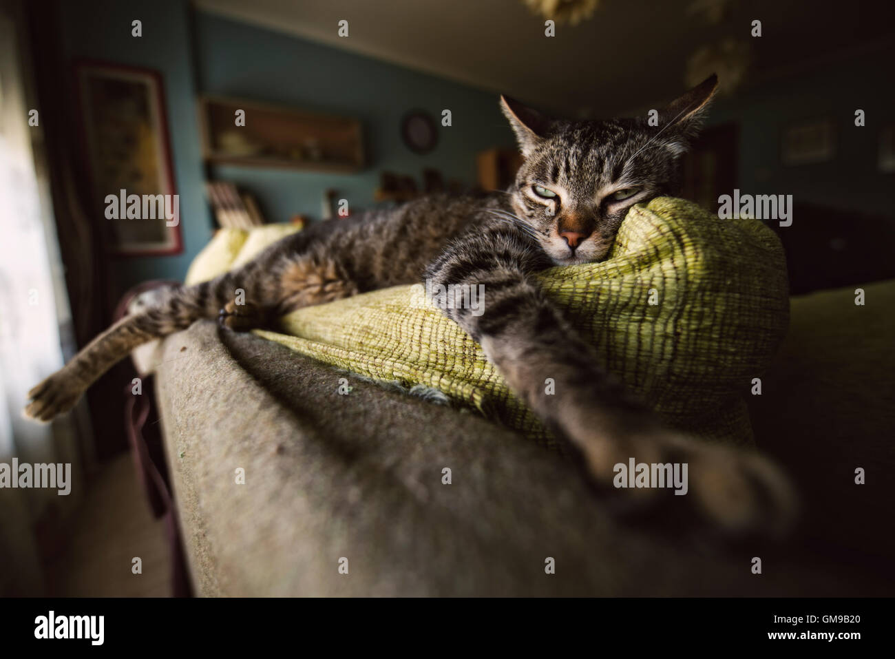 Tabby cat relaxing on couch Stock Photo