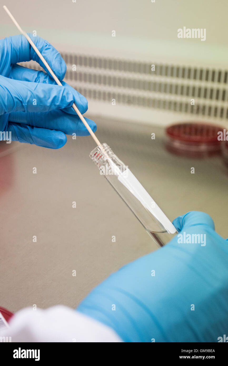 Laboratory technician in analytical laboratory culturing cells in petri