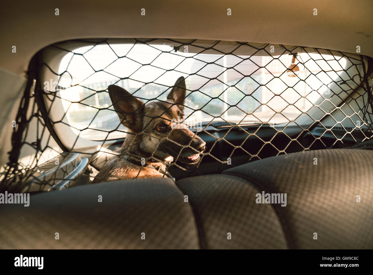 Dog in the trunk of a car Stock Photo - Alamy