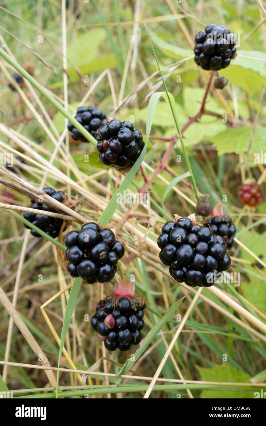 Nature ripe hi-res stock photography and images - Alamy