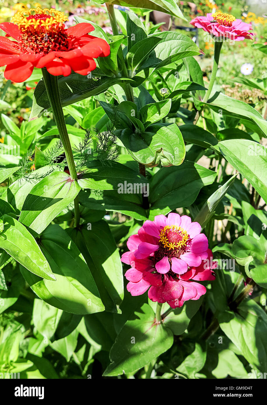 Zinnia flowers (Zinnia elegans) Stock Photo