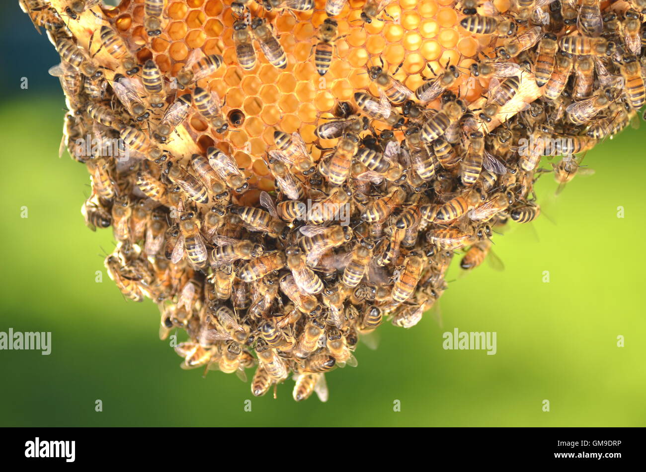 цветочная полка bee swarm