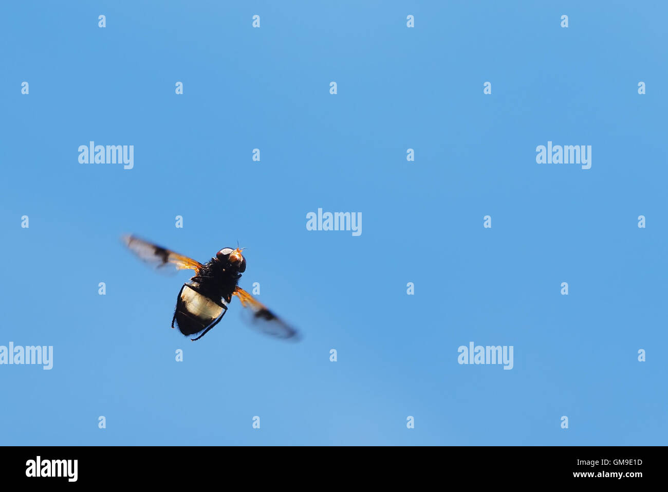 insect fly in flight Stock Photo - Alamy