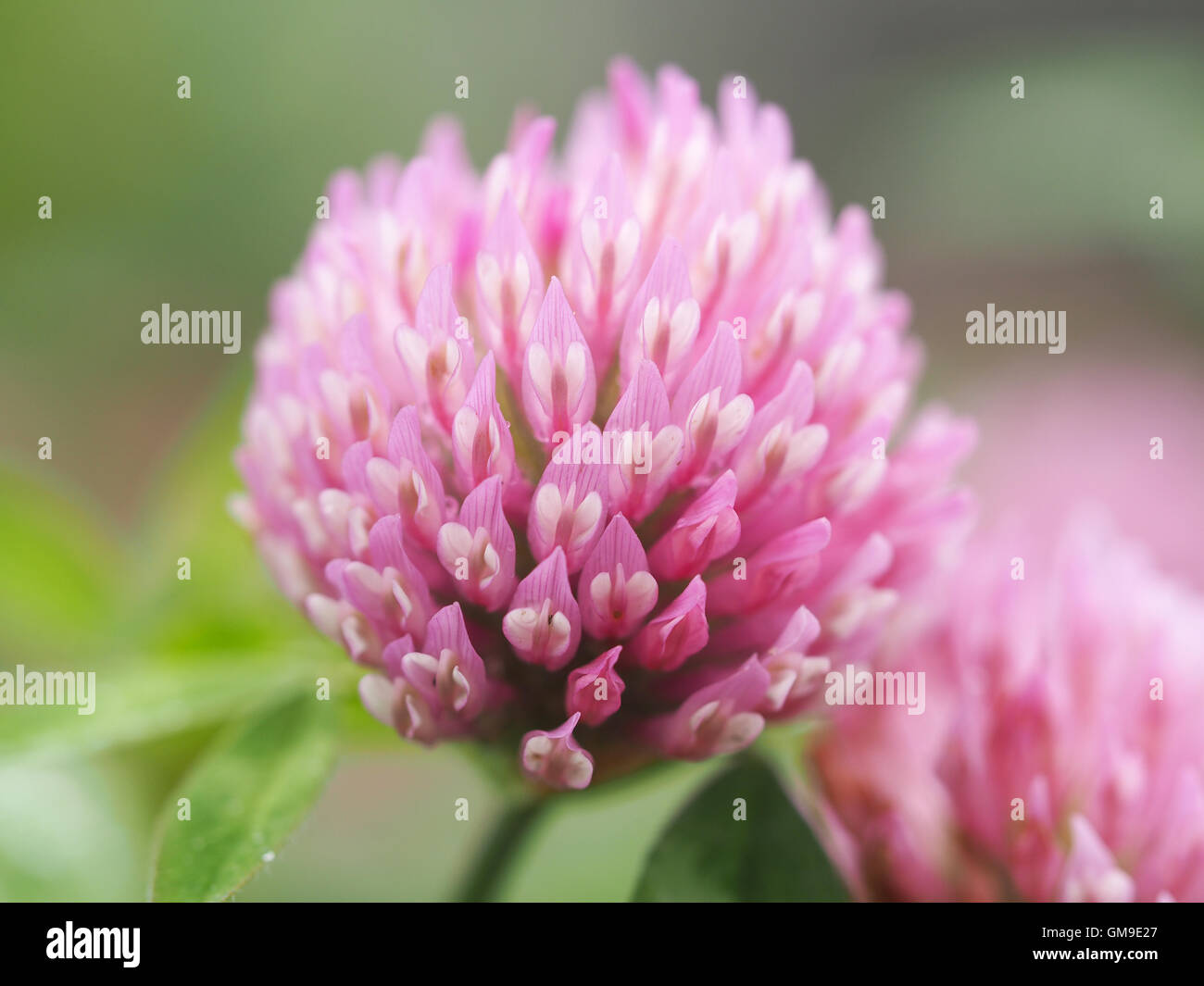 Clover in the woods Stock Photo Alamy