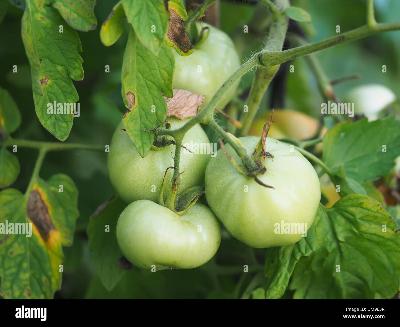 Elongated oval leaves hires stock photography and images Alamy