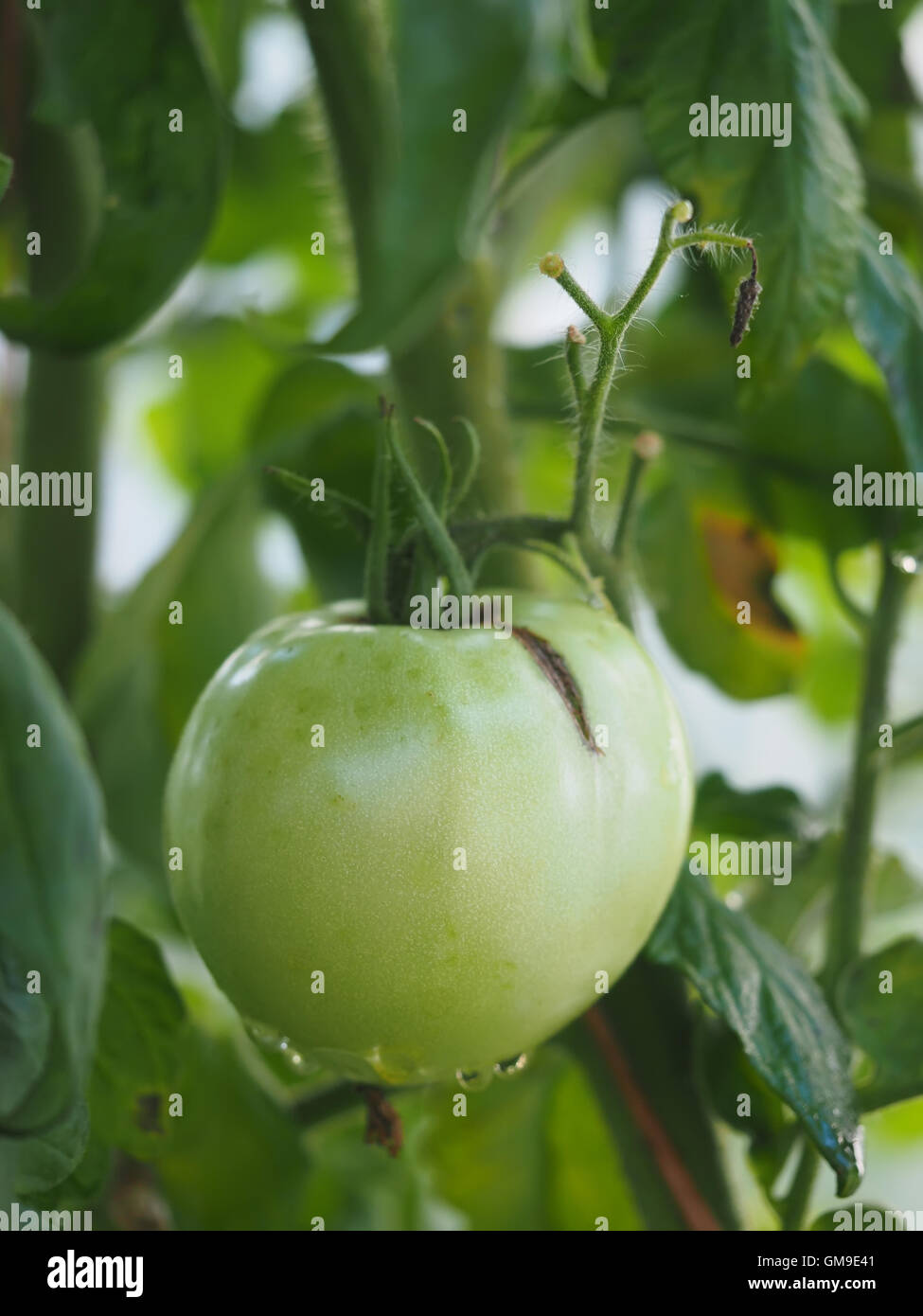 Elongated oval leaves hires stock photography and images Alamy