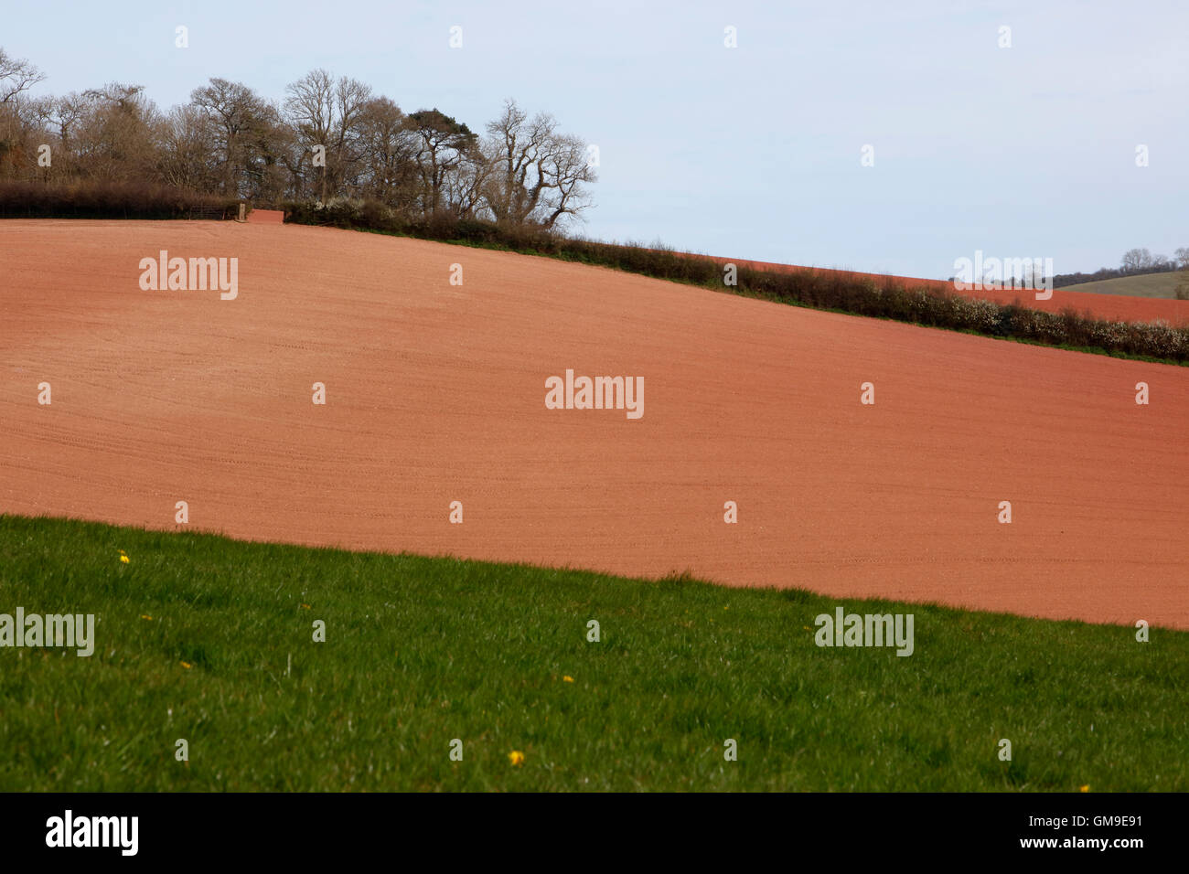Fields near Berry Pomeroy, Devon, England, UK Stock Photo