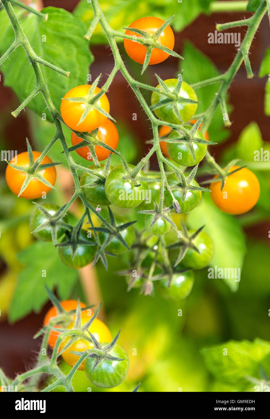 Closeup vines tomatoes hires stock photography and images Alamy