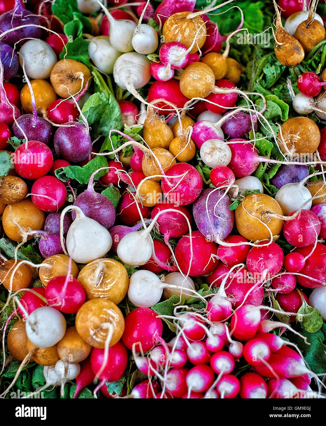 A display of different types of radishes Stock Photo Alamy