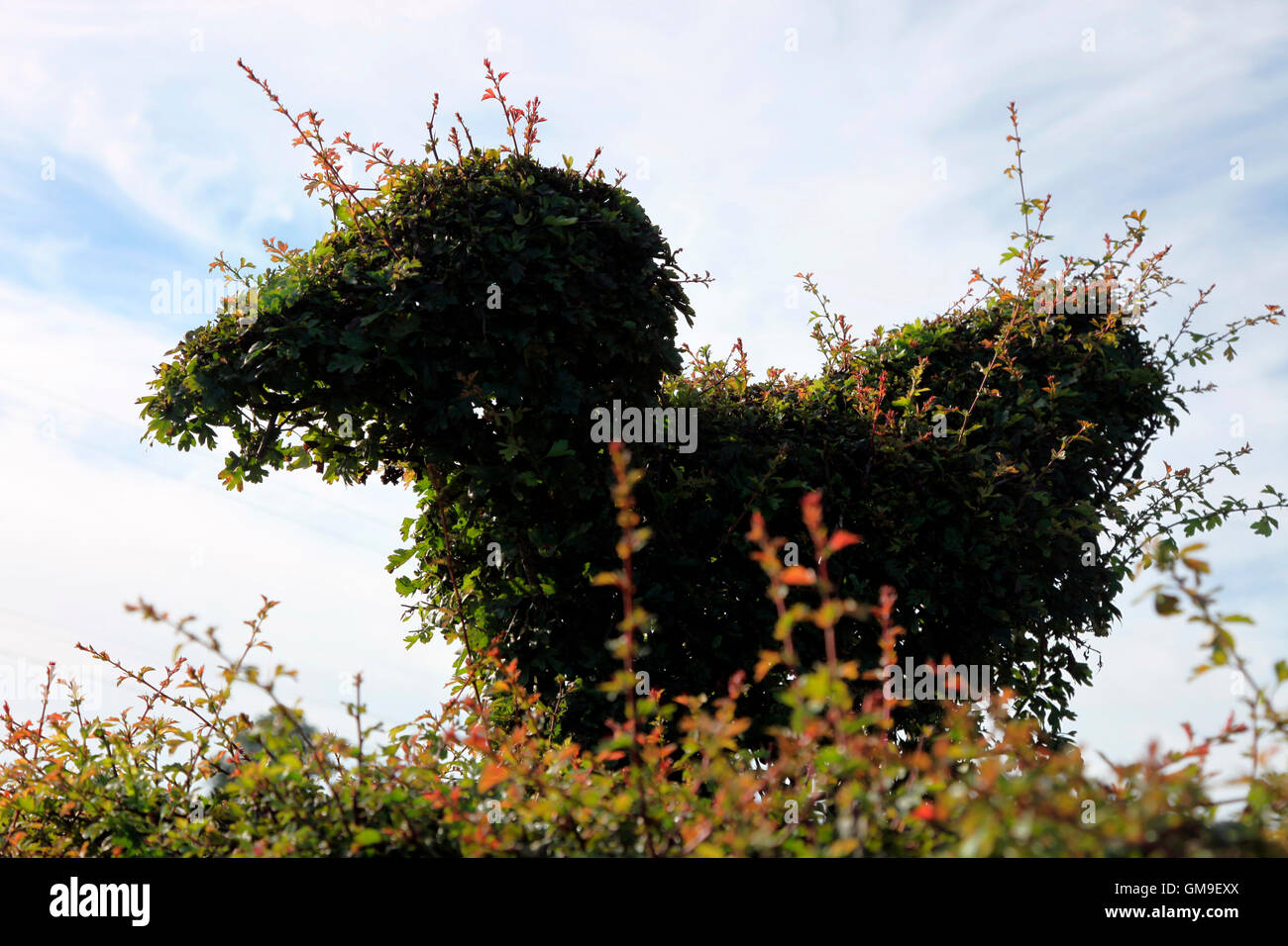 Hawthorn hedge shaped as an animal Stock Photo