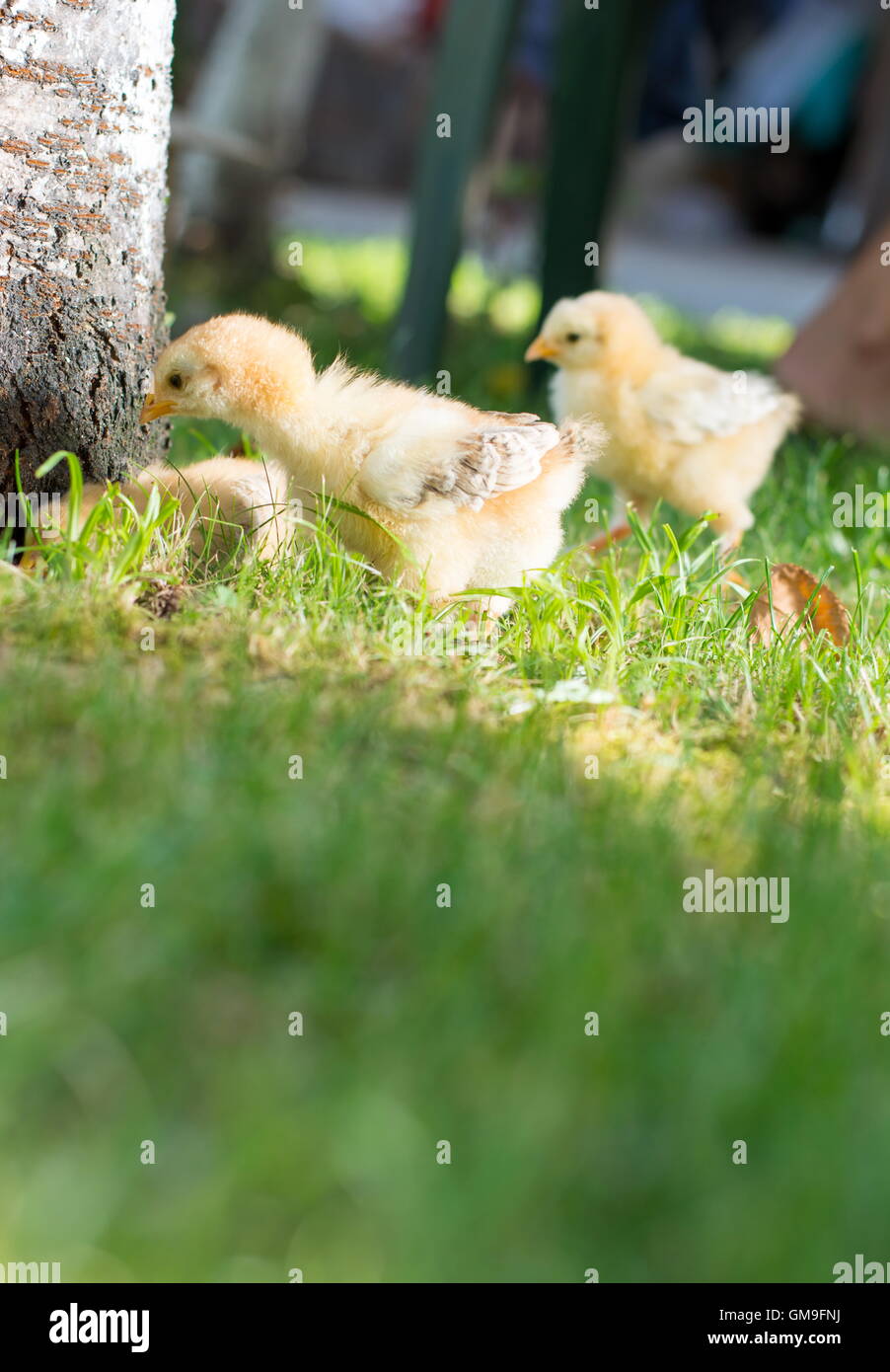 Baby chickens walking on green grass Stock Photo