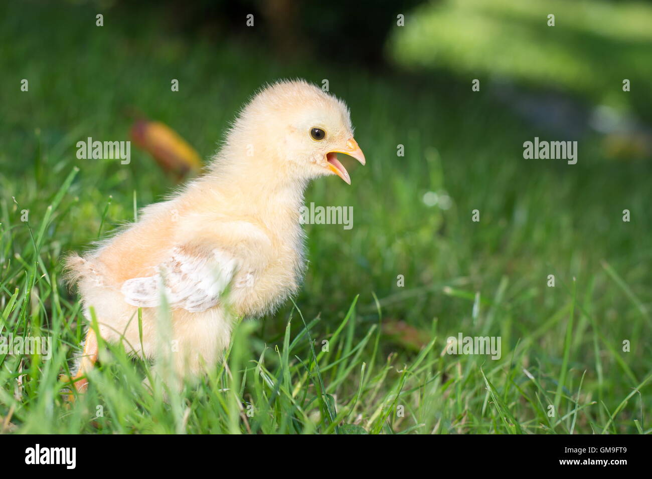 Baby chicken walking on green grass Stock Photo