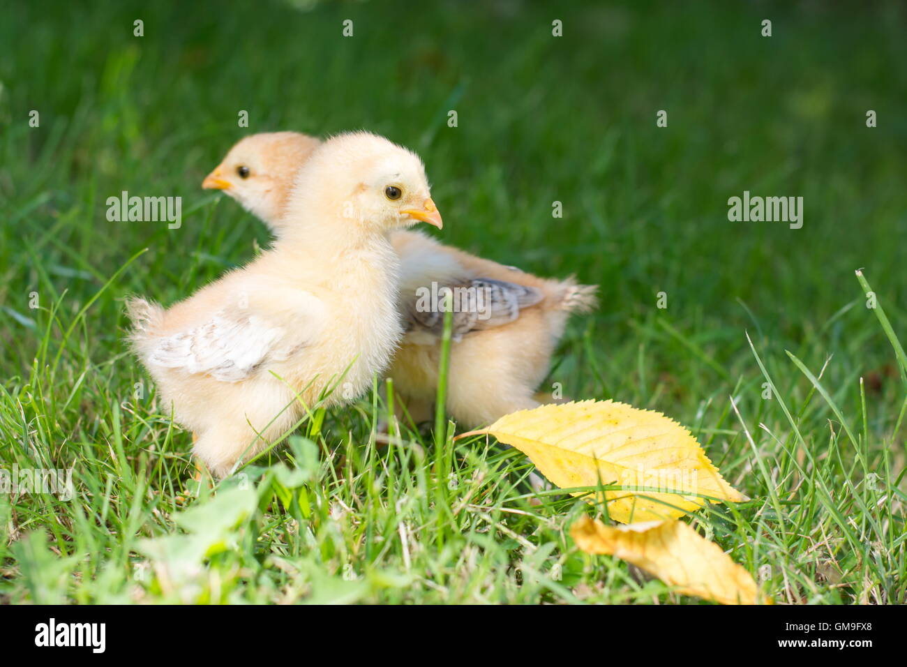 Baby chickens walking on green grass Stock Photo