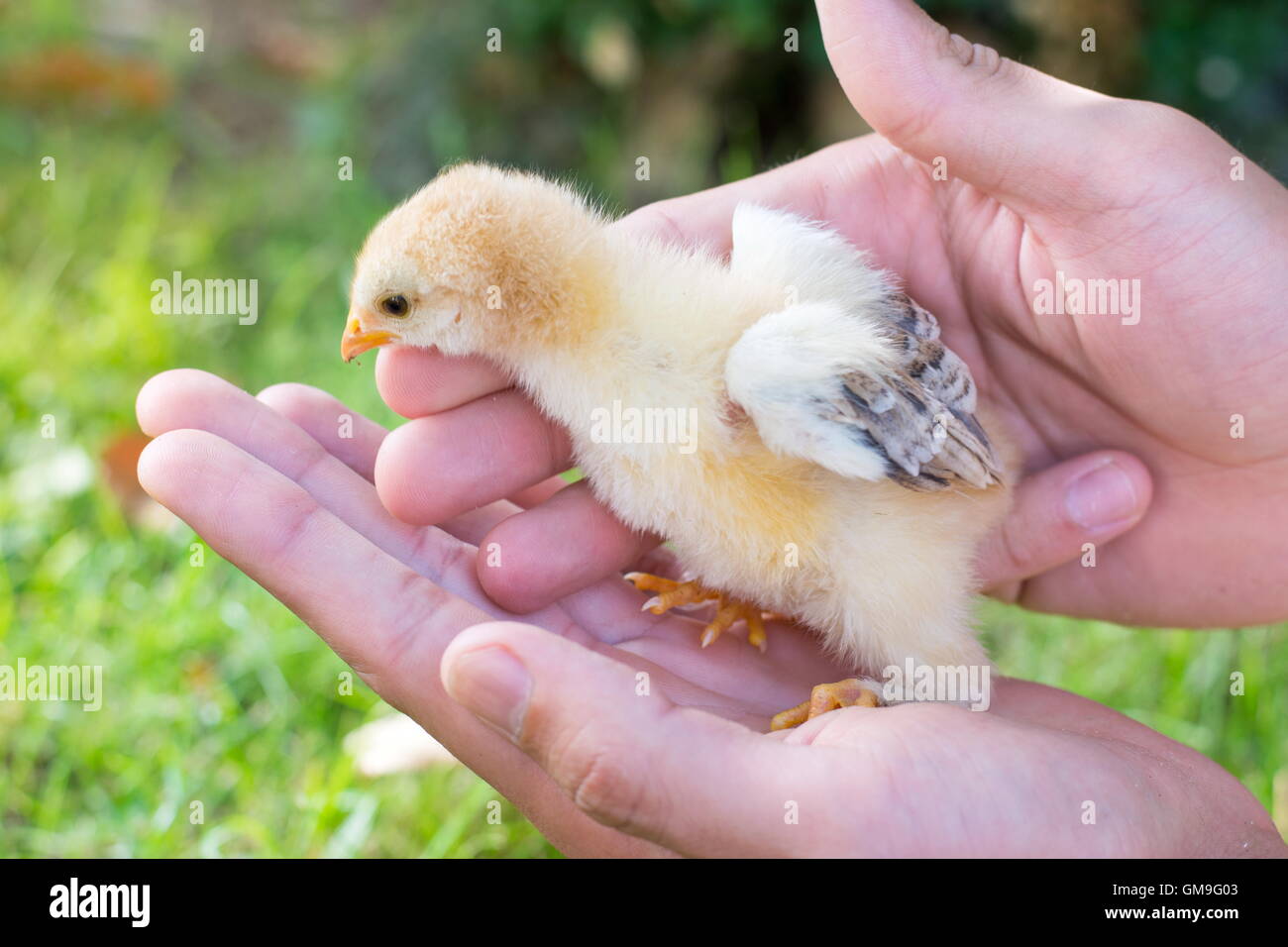 Baby chicken in persons hands. Support for new life Stock Photo