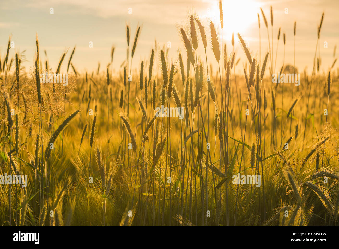 Grain field in the Achterhoek in the Netherlands with a setting sun Stock Photo