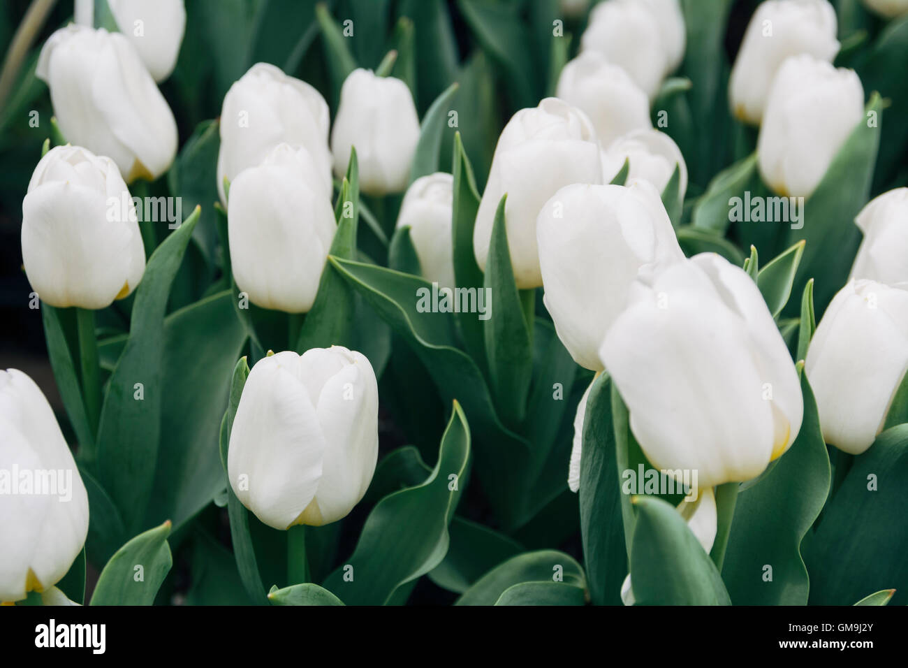 Full frame tulips hi-res stock photography and images - Alamy