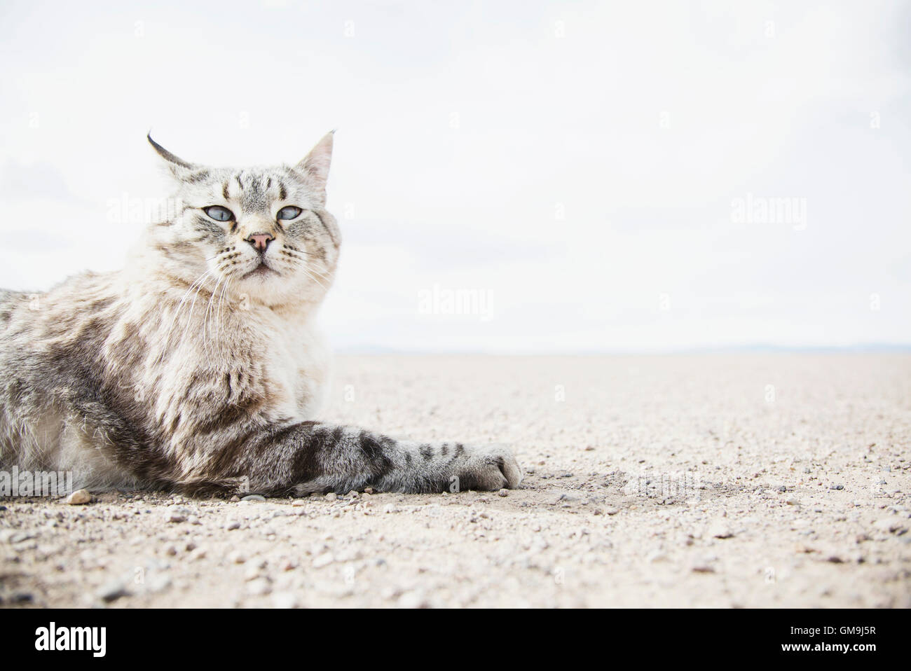 Cat resting on ground Stock Photo