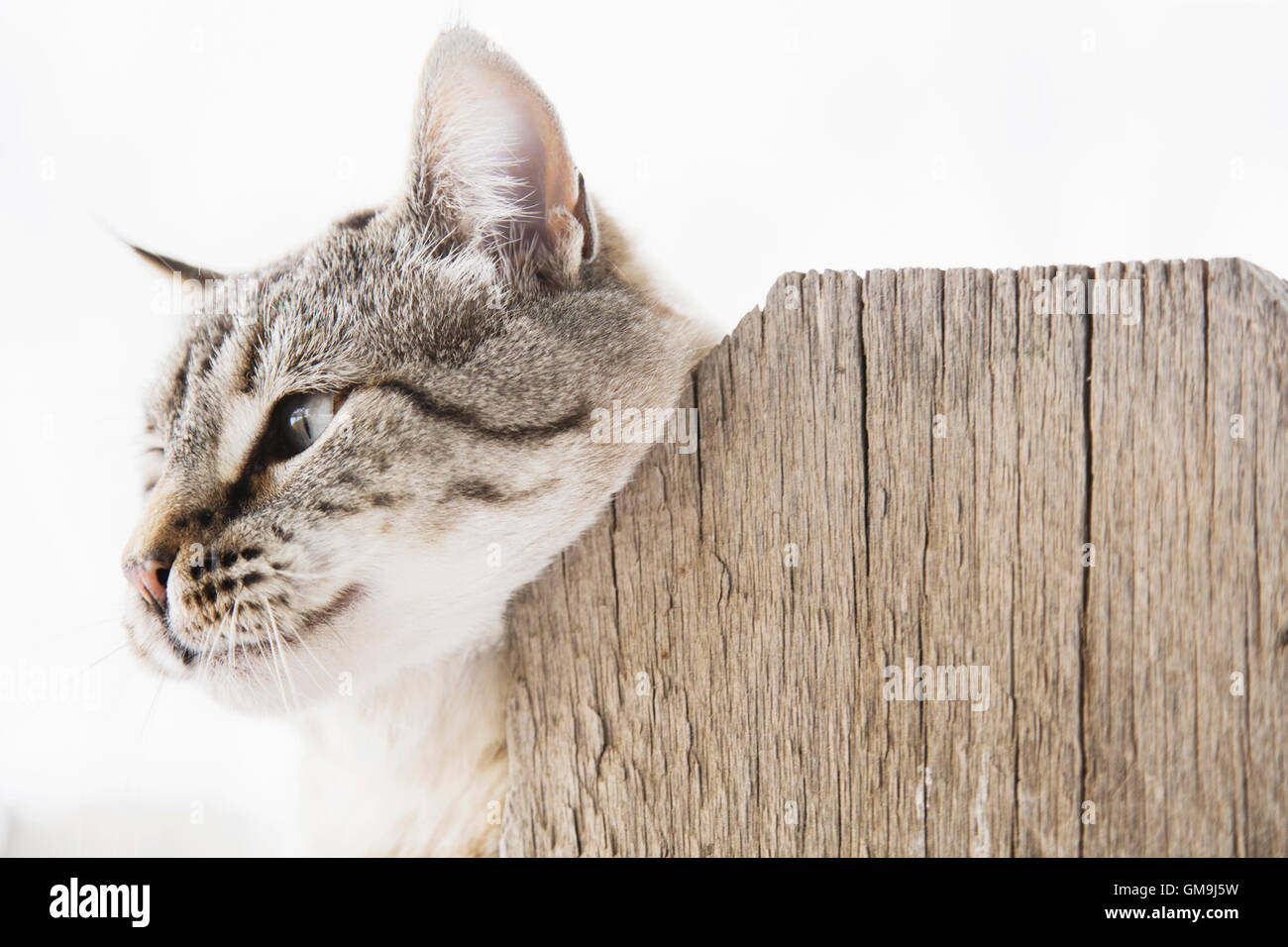 Cat scratching neck on wooden fence Stock Photo