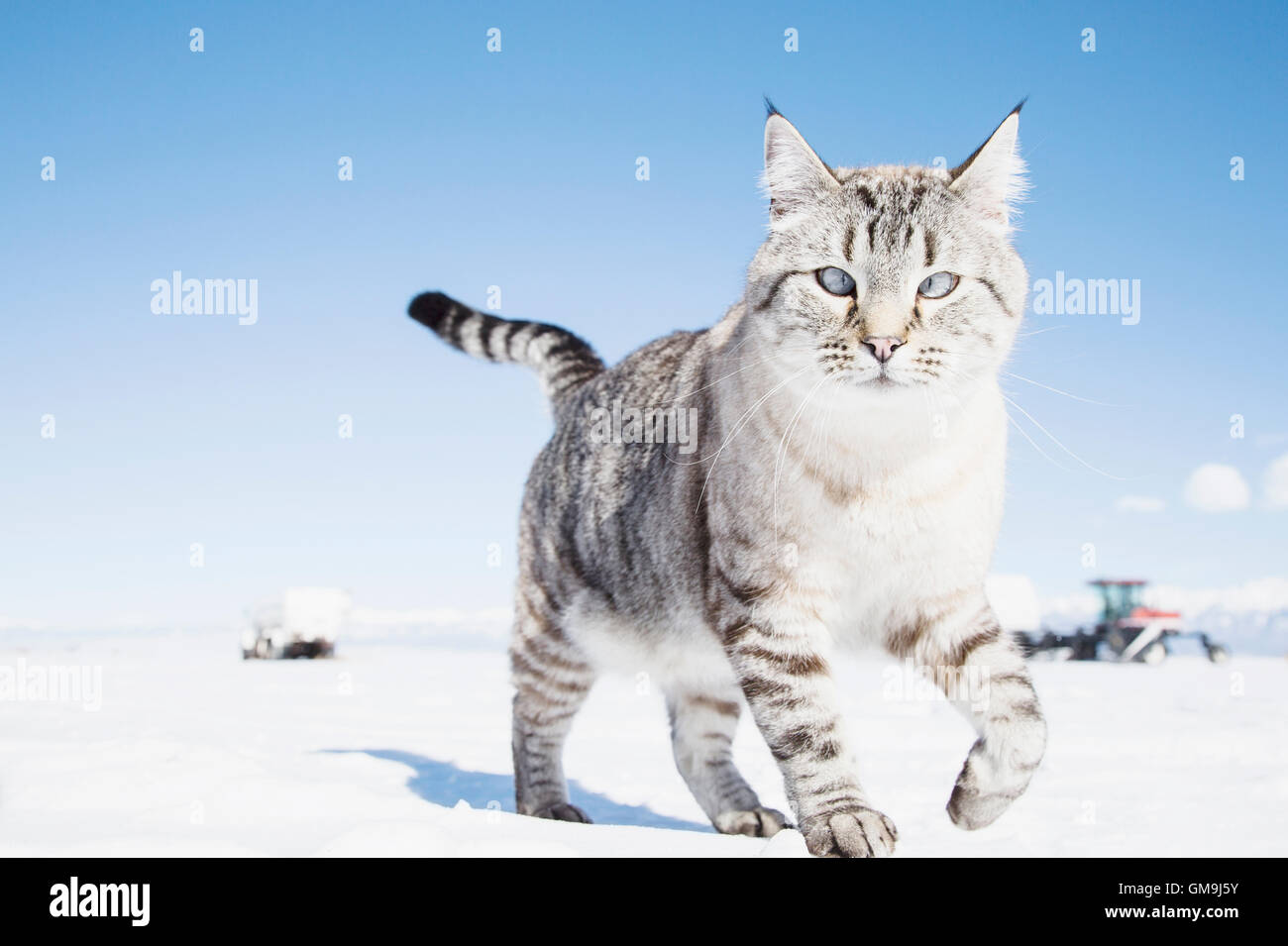 Cat walking on snow Stock Photo