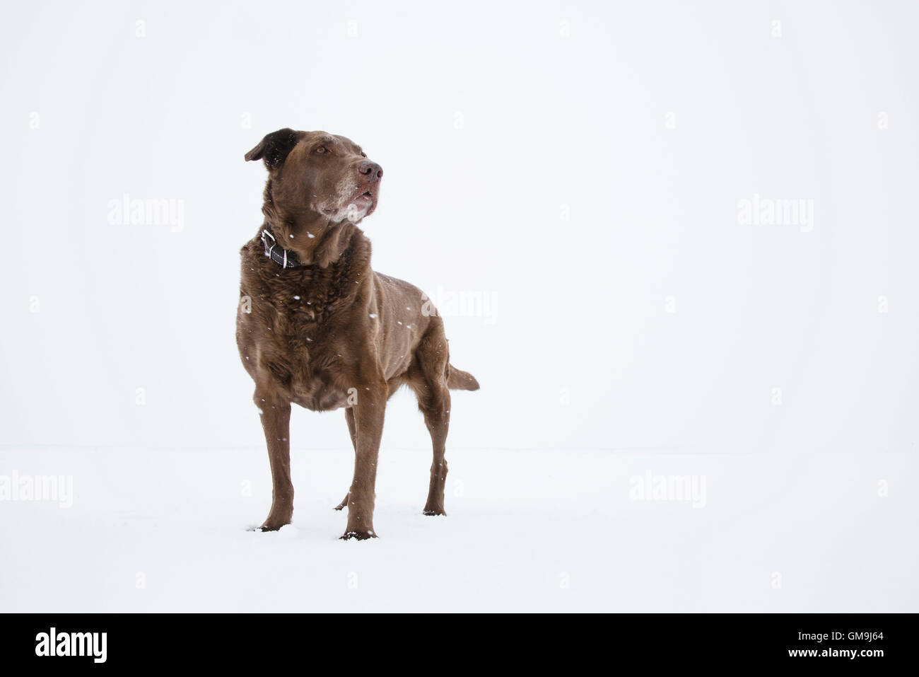 Dog standing on snow Stock Photo