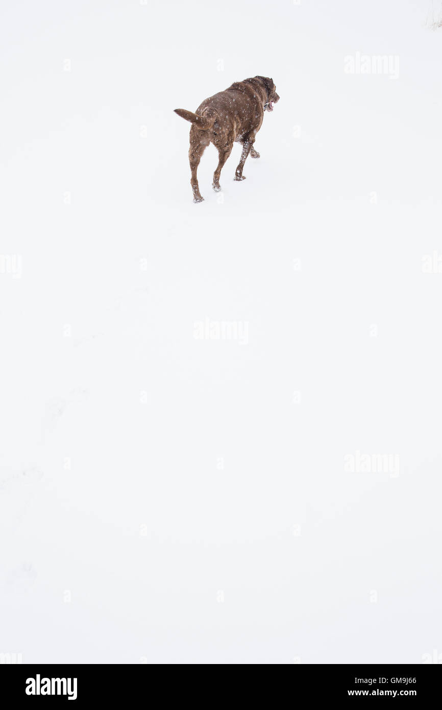 Dog walking in snow Stock Photo