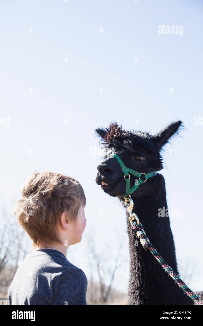 Boy (6-7) with black alpaca (Vicugna pacos) Stock Photo