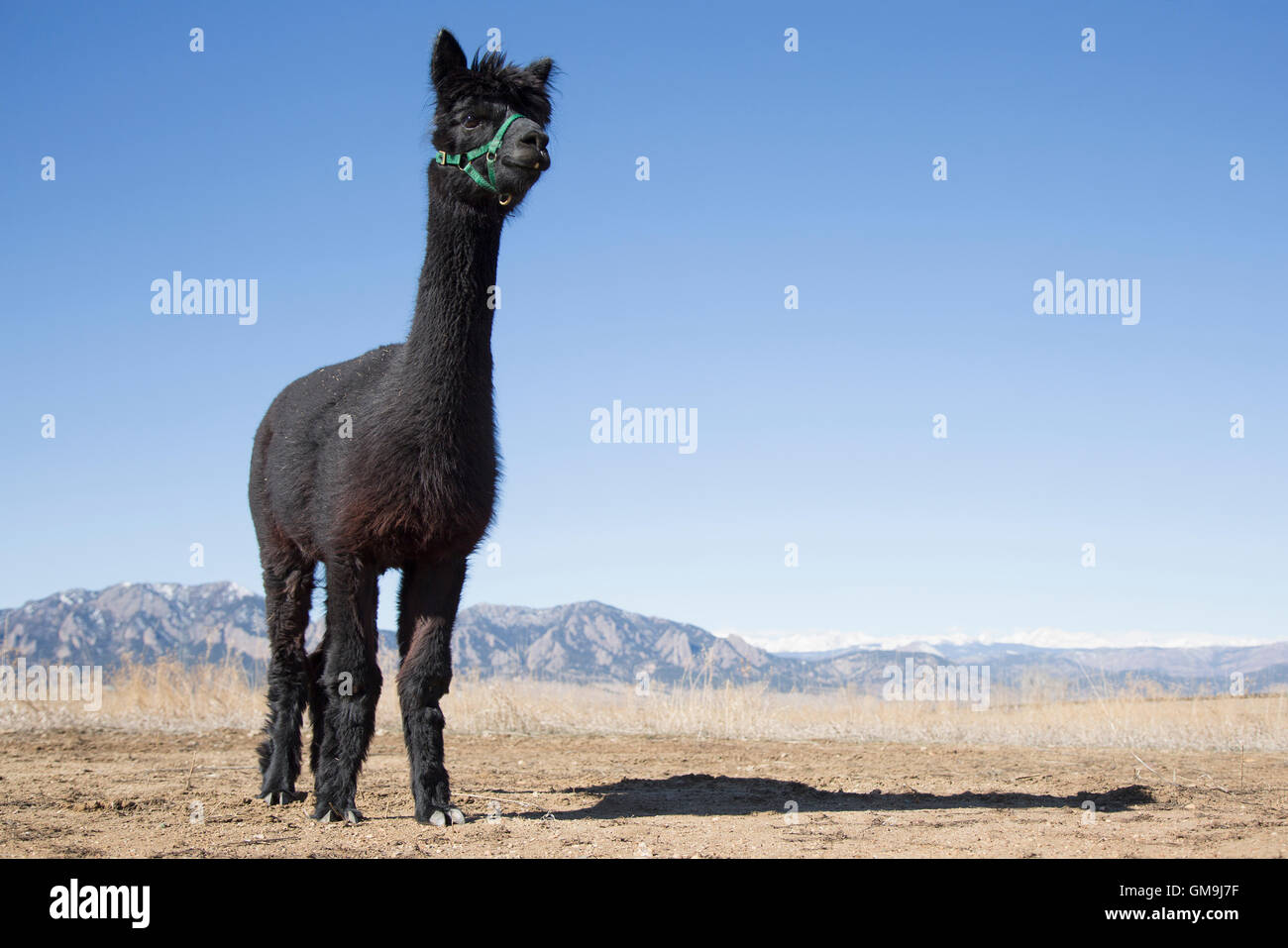 Portrait of black alpaca (Vicugna pacos) against blue sky Stock Photo