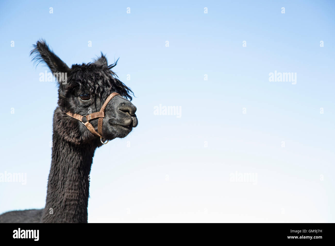 Portrait of alpaca (Vicugna pacos) against blue sky Stock Photo