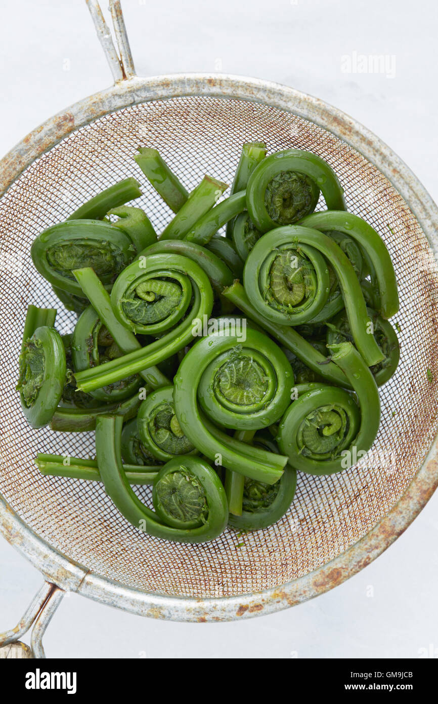 Overhead view of fresh fiddleheads in strainer Stock Photo